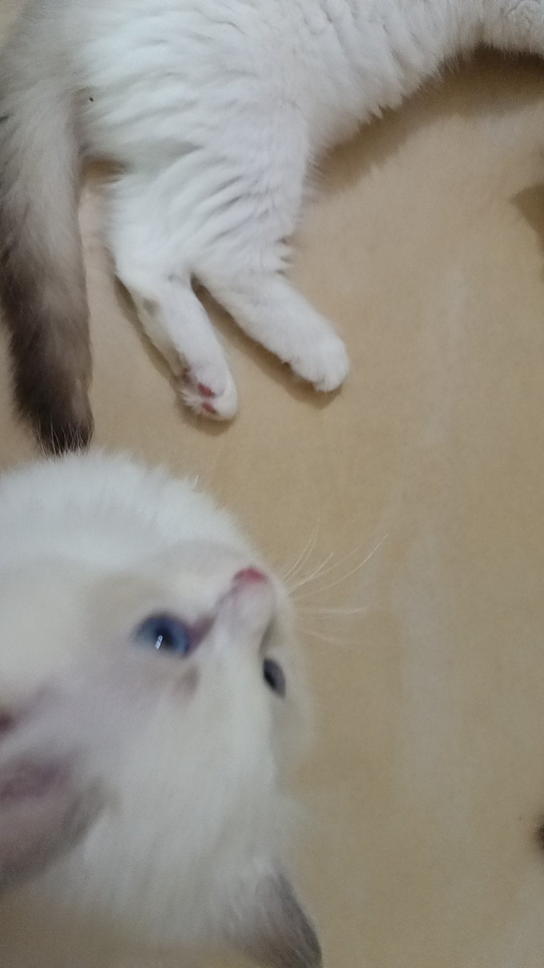 自己家养的布偶猫咪